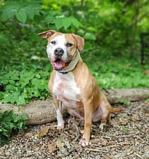 Emma's 7-Year Wait: Is She the Most Overlooked Dog? —  Adopt a loving dog in Port Washington, Active pet-free home needed, Forever homes for dogs 2025