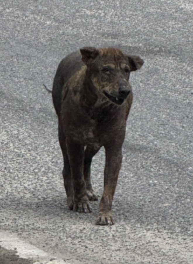 From Stray to Strong: This Dog's Shocking Transformation! — street dog rescue stories, animal recovery journeys, pet rehabilitation success