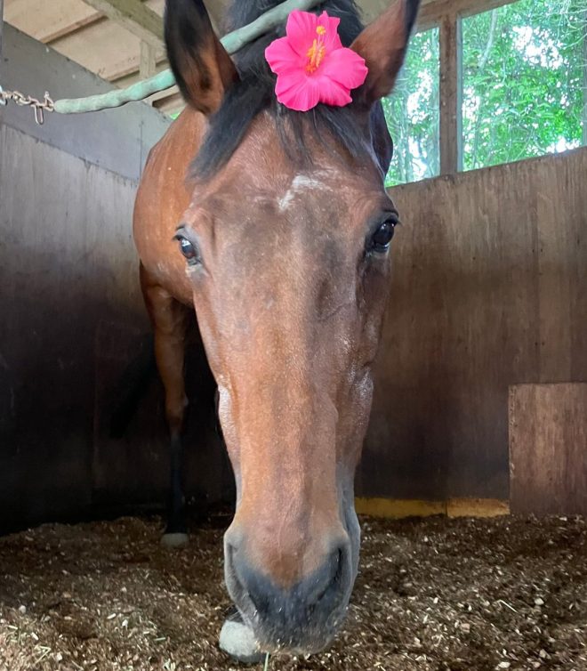 Haru Urara: A Losing Racehorse's Anime Comeback Shocks Fans! — Haru Urara anime girl, Umamusume horse racing game, viral racehorse phenomenon 2025