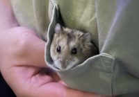 Heartbreaking News: The Death of My Beloved Hamster, Leon S. Kennedy