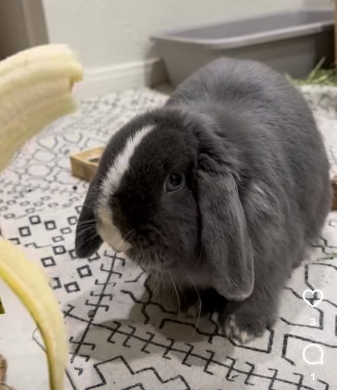 Heartbreaking News: The Death of Sweet Alfie the Bunny