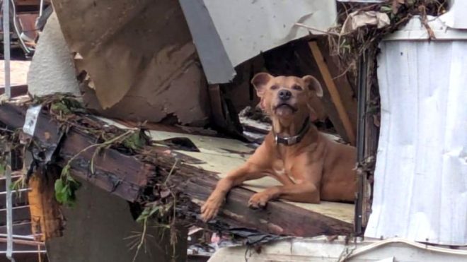 Heroic Dog 'Superman' Waits for Owners Lost in Texas Floods — dog rescue stories, Texas flood pets, foster dogs in need