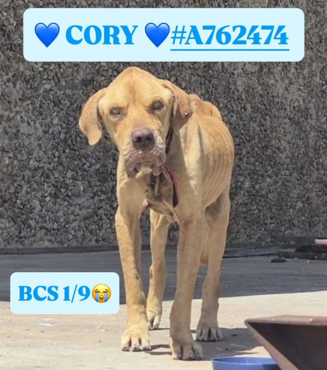 🆘 Is This Dog's Life Really Worth Just A Day? #SaveCory! — extreme dog rescue, San Antonio animal shelter, adopt a malnourished pet