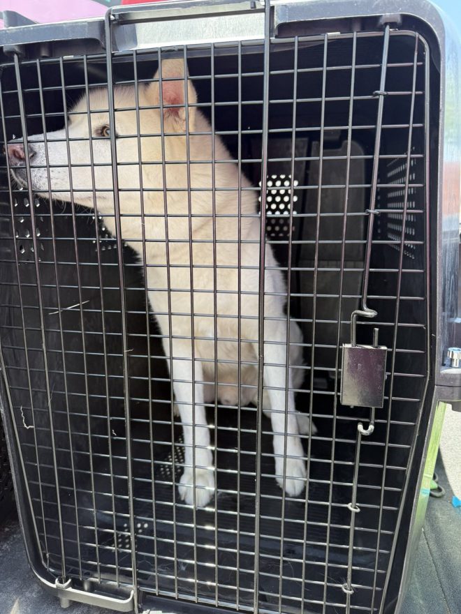 Last-Minute Rescue: 3 Dogs Saved from Euthanasia! — urgent animal rescue, shelter dog adoption, last-minute pet save