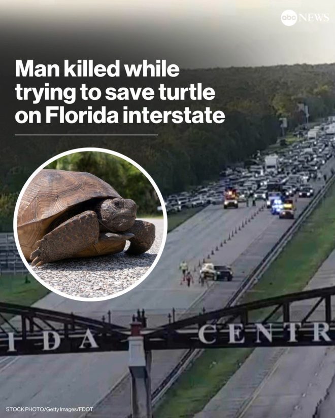 Man Dies Rescuing Turtle on I-95: What Happened Next? — man killed rescuing animal, Florida highway accident news, turtle rescue tragedy 2025