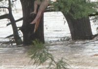 Miracle or Misfortune? Girl Survives Texas Flood Chaos! —  Texas flood rescue news, missing child search efforts, emergency response Texas 2025