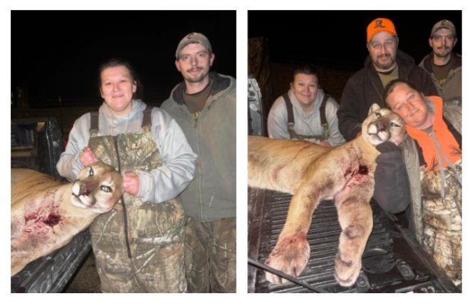 Missouri Hunter's Controversial Kill: Tagged Lion Shot! —  illegal wildlife hunting, tagged mountain lion incident, Missouri hunting laws