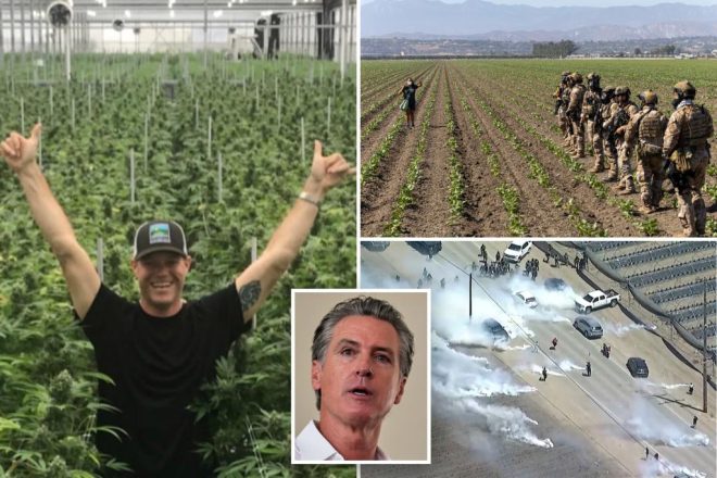 Pot Farm Donor? ICE Rescue Sparks Controversy in Cali — Cali cannabis farm controversy, ICE child rescue operations 2025, migrant donations political impact