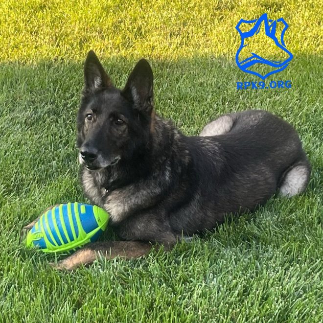 Retired Police K9's Backyard Bliss Sparks Controversy! — Retired K9 Support, Military Dog Welfare, Canine Hero Care 2025
