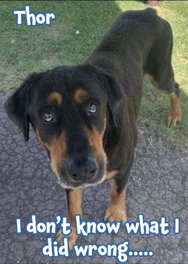 Thor💛: The Senior Dog Facing His Final Hours!😢 — Senior dog rescue, urgent pet adoption, save senior dog Thor
