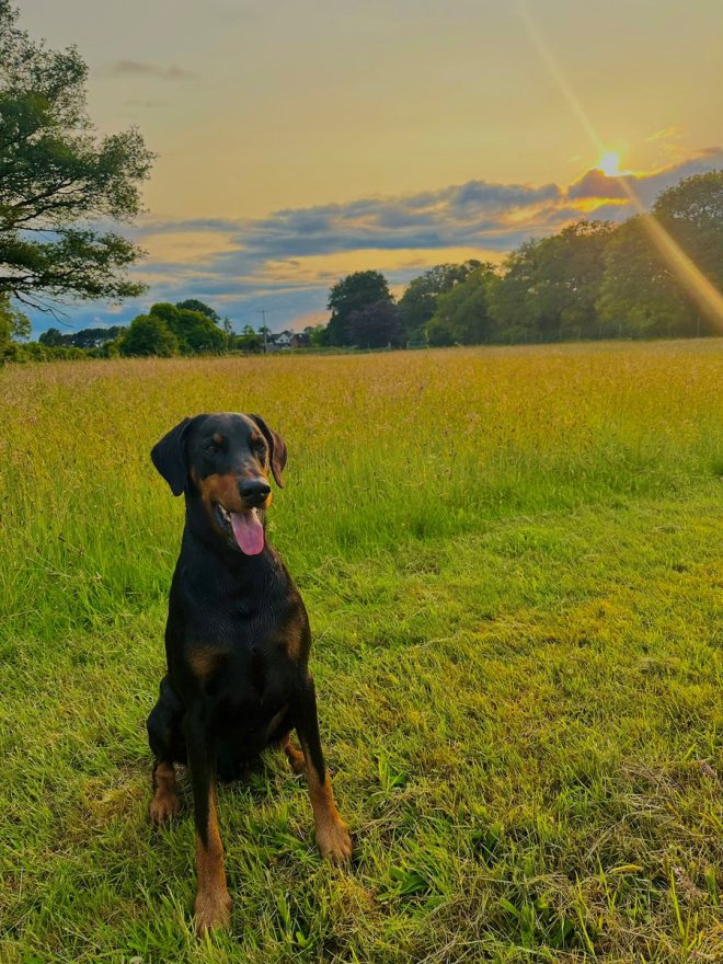 Tragic Death: Louis Passes Away in My Arms on Dog Walk