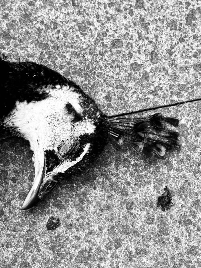 Tragic Death of Young Peacock Raises Alarming Questions