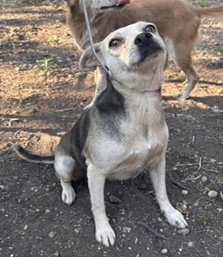 Urgent: 8-Year-Old Dog Faces Death Tomorrow in Texas! —  older dog rescue San Antonio, adopt senior dogs Texas, emergency dog shelter San Antonio