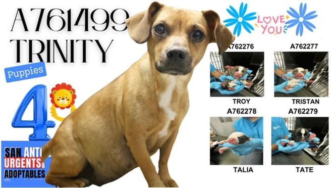"Urgent: Small Dog & Puppies Face Euthanasia Tomorrow!" — small dog rescue, nursing dog adoption, Texas animal shelter