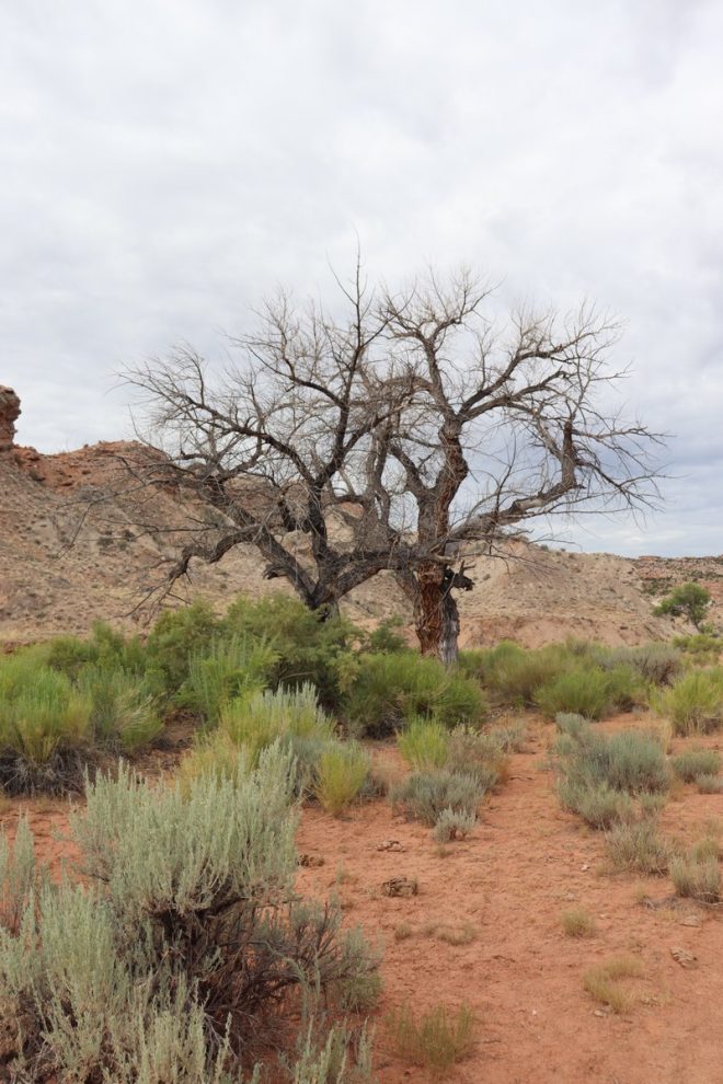 "Utah's Dead Trees Spark Debate: Nature's Beauty or Blight?" — hiking photography, Utah wilderness, nature appreciation
