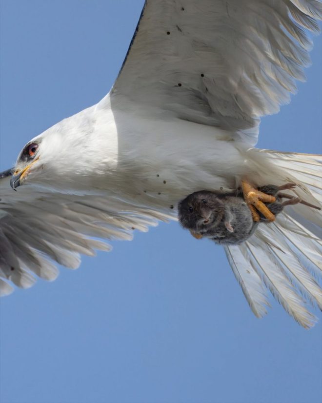 Wildlife Photographer Captures Shocking Predator Moment! —  wildlife photography moments, animal predator interaction, captivating wildlife shots 2025