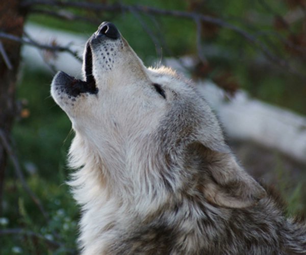 Wolves vs. Livestock: The Shocking Truth About Idaho's Kill Rate — Wolves and livestock coexistence, Idaho wolf population impact, wildlife conservation efforts 2025