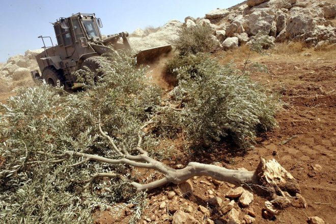 8,000 Olive Trees Uprooted: What’s Next for Palestine? — Palestinian olive tree destruction, Israeli land confiscation 2025, environmental impact of occupation