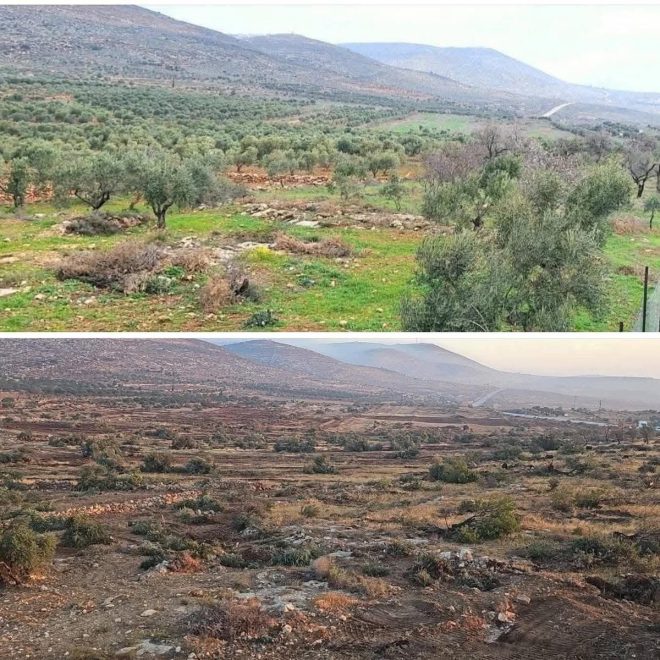 Ancient Olive Trees Destroyed: Ethnic Cleansing Exposed! — Israeli land confiscation, West Bank olive tree destruction, ethnic cleansing in Palestine