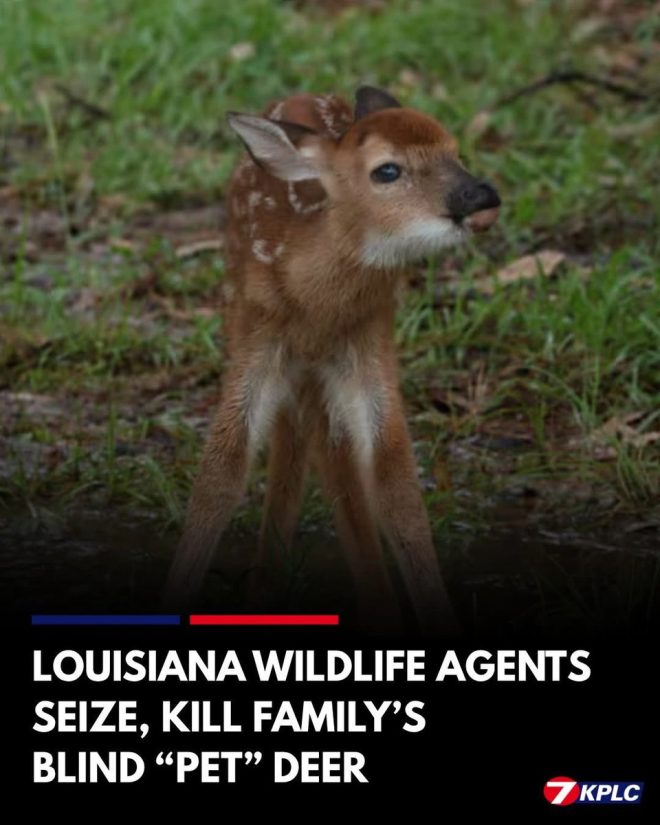 Blind Deer Seized and Killed: Outrage Sparks in Louisiana! — blind deer news, wildlife agents controversy, Livingston Parish deer incident