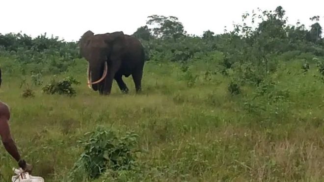 Breaking: Elephant Spotted in Rivers State Town! —  Wildlife Sightings in Rivers State, Andoni LGA Elephant News, Rare Animal Encounters Nigeria 2025