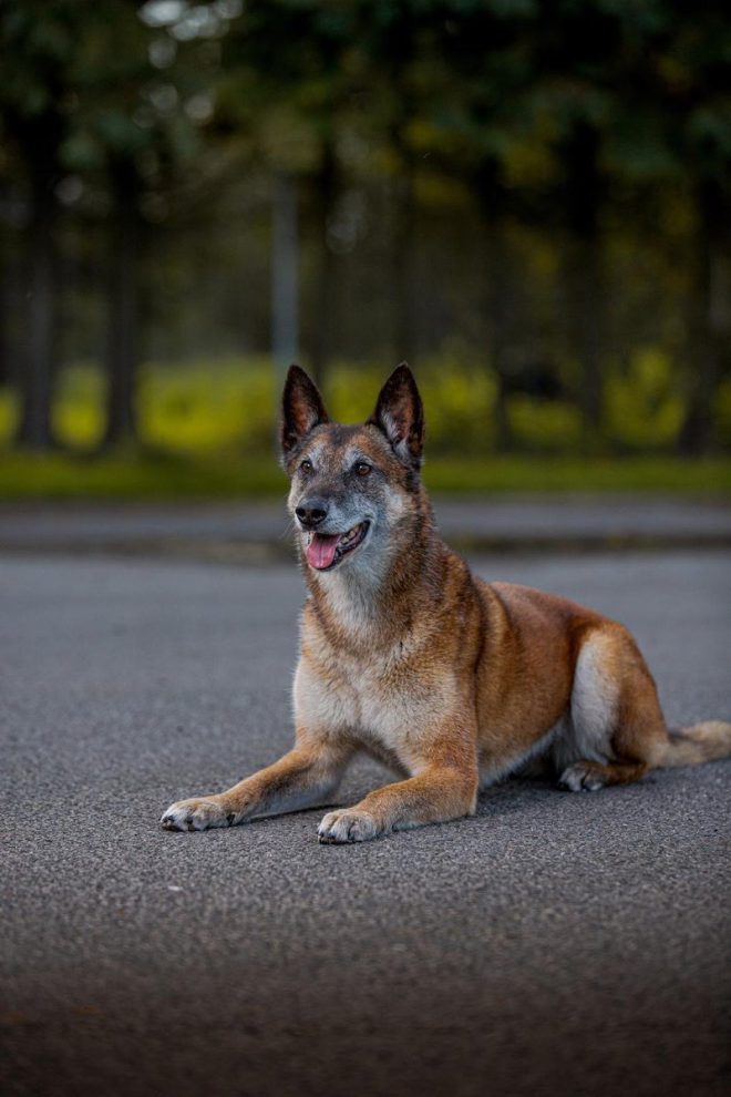 Death of Beloved Police Dog Nouchka Leaves Community Heartbroken