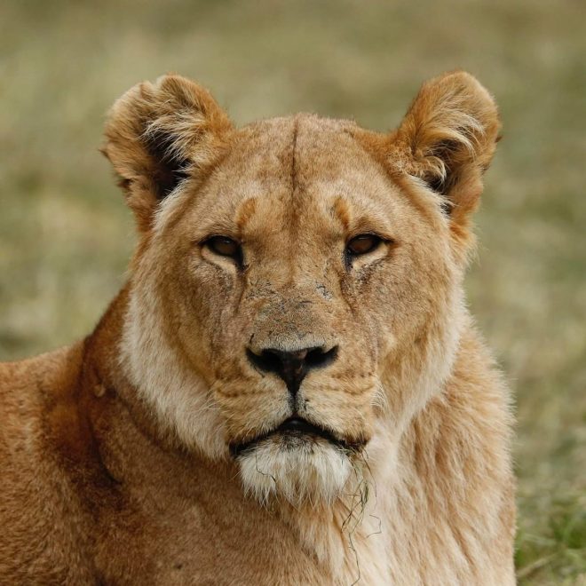 Death of Malaika: Beloved UK Lion Passes at Nearly 20