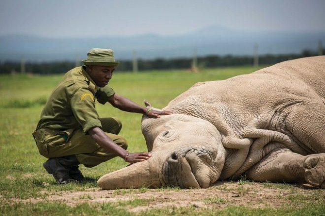 Death of the Northern White Rhino: A Heartbreaking Reminder 💔🦏