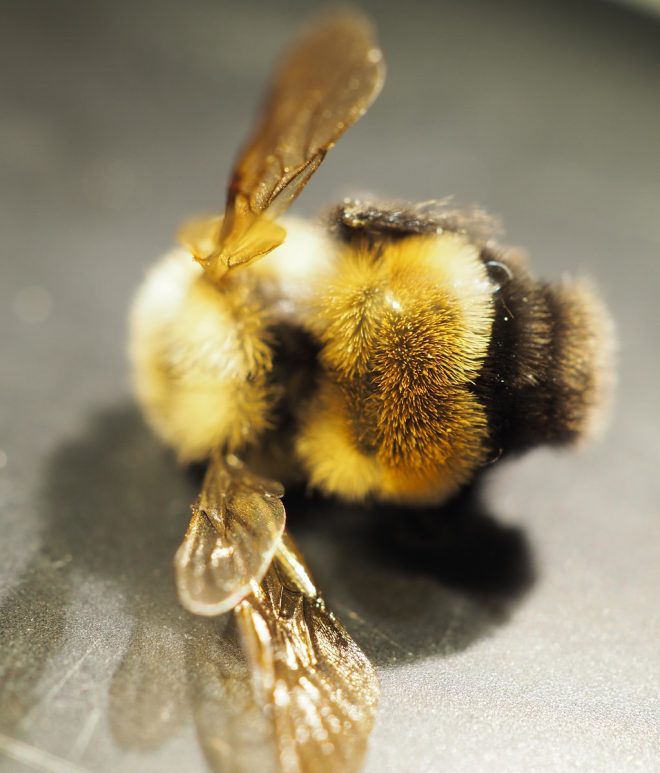 Endangered Bumblebee Found Dead: Nature’s Alarming Warning! —  Rare pollinator discovery, Endangered bee species sighting, Bumblebee conservation efforts