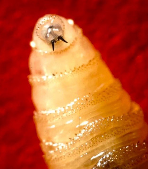 Flesh-Eating Parasite Strikes Maryland: What’s Next? —  flesh-eating bacteria outbreak, Maryland travel health alert, rare parasite infection 2025