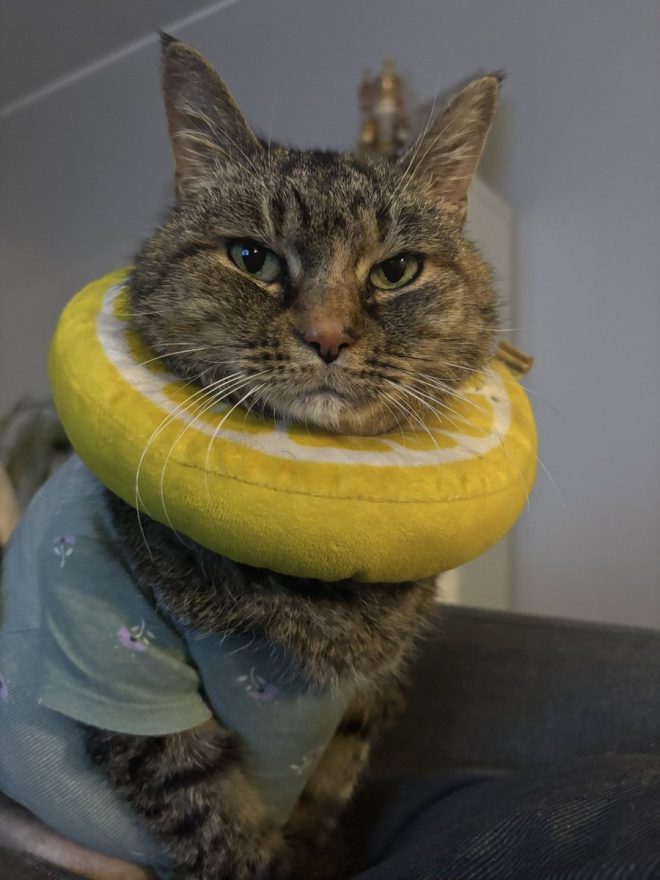 Heartbreaking Death of Penelope, the Beloved Sweet Kitty
