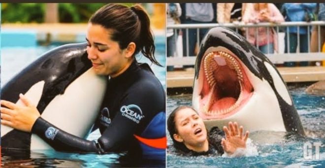 Is the Shocking Jessica Radcliffe Orca Attack Video Real? — Breaking Orca Attack News, Jessica Radcliffe Tragedy Update, Real Dolphin Trainer Incident Video