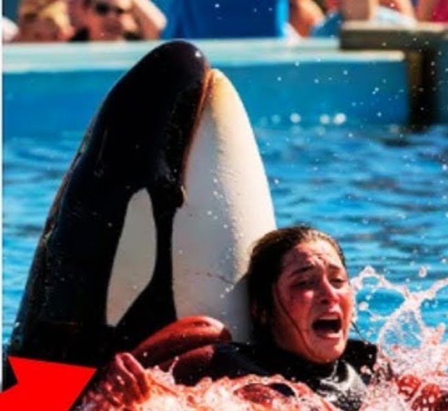 Is the Shocking Orca Attack Video of Trainer Jessica Real? —  Jessica Radcliffe orca incident news, real footage Jessica attack Twitter, dolphin trainer accident 2025