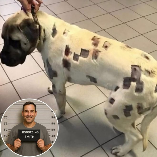Man Jailed for Brawling After College Kids Shoot His Dog — dog shooting incident, college students criminal charges, animal cruelty consequences