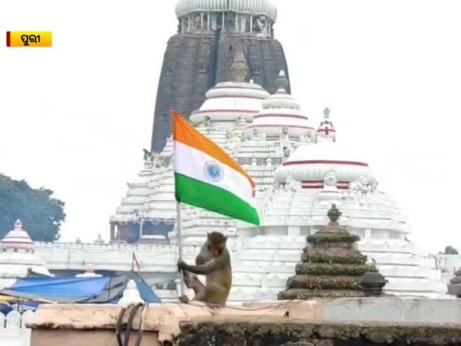 Monkey Waving Tricolour at Jagannath Temple Sparks Outrage! —  Viral monkey sighting, Independence Day celebration 2025, Tricolour monkey photo