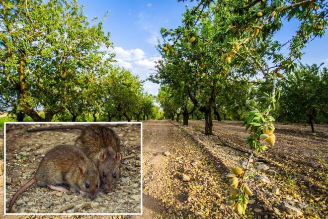 Rats vs. Almonds: California Faces $300M Farming Catastrophe! — almond farming pest management, California agriculture losses 2025, rodent invasion impact on crops