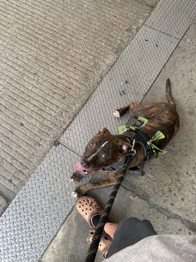 Shadow the Great: Surrendered for Being Too Active? — Look who is out of the shelter, Adopt a shelter pet, New York rescue animals