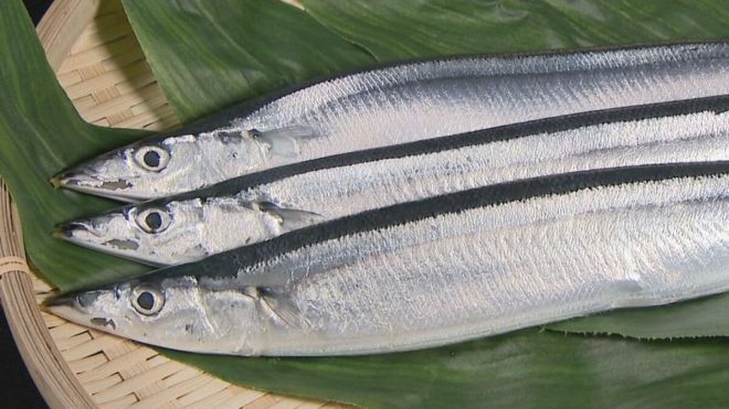 "Shocking News: Sanma Prices Plummet to 1/3 of Last Year, Size Increases by 1.5 Times - What's Behind this Bounty?" —  Japanese mackerel abundance, Affordable fish prices, Increased fish size