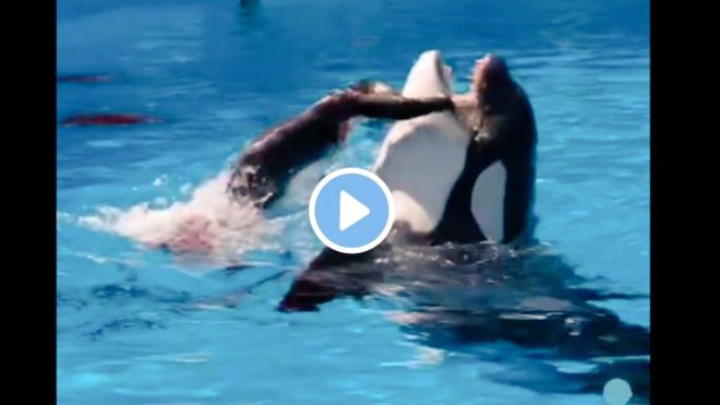 Shocking Orca Attack: Is Jessica Radcliffe's Video Real? — Jessica Radcliffe orca incident news update, live dolphin attack footage analysis, 2025 marine mammal safety report