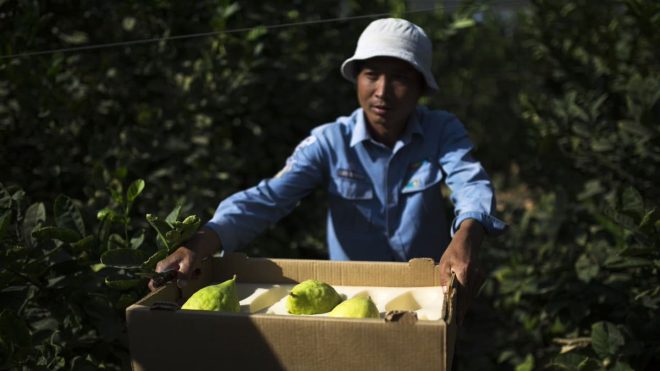 Shocking Report: All Thai Women in Israel Face Assault! —  Thai women in Israel agriculture, sexual assault in Israeli farms, immigrant worker abuse in Israel