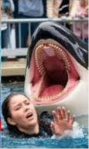 Shocking Video: Did Jessica's Orca Turn Deadly? — Orca attack news update, Jessica Radcliffe incident details, dolphin trainer tragedy 2025