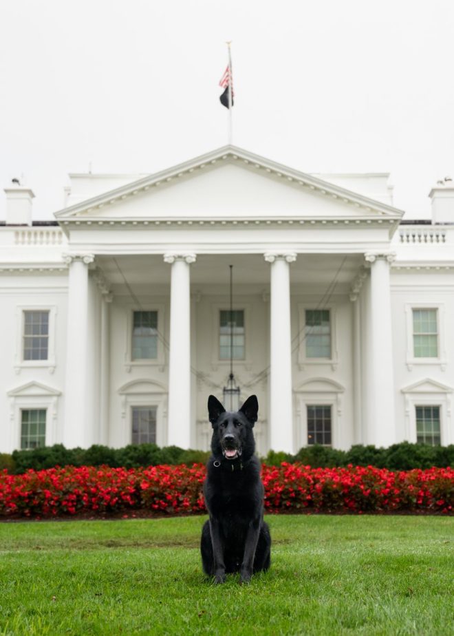 Should K-9s Get Their Own White House Portraits? — White House K-9 Heroes, National Dog Day Celebrations 2025, Secret Service Dog Portraits