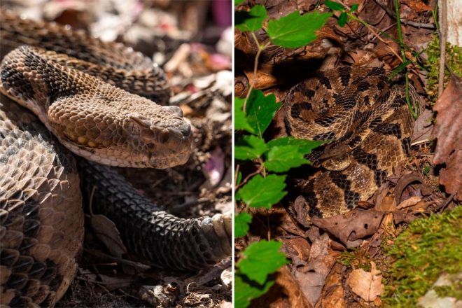Tennessee Hiker's Fatal Error: Deadly Snake Encounter —  Tennessee snakebite fatalities, venomous snake encounters Tennessee, hiking safety tips 2025