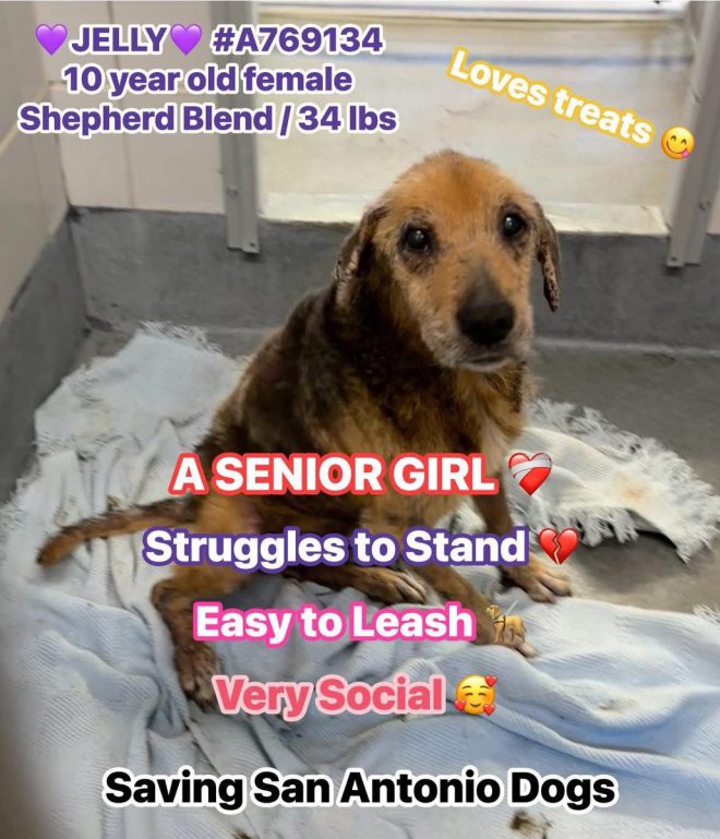 Urgent: 10-Year-Old Dog's Life Hangs by a Thread in Texas! — Senior Dog Rescue, Adopt a Geriatric Dog, Foster Senior Pets