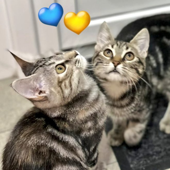 Кошенята чекають на родину: подаруйте їм щастя! —  Коты в поиске семьи, У adoption взрослых кошек, Кошки нуждаются в заботе 2025