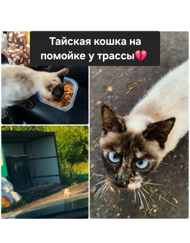 Спасите тайскую кошечку: судьба в ваших руках! — Спасение кошек Ейск, Тайская кошка в Москве, Найти дом для животного 2025