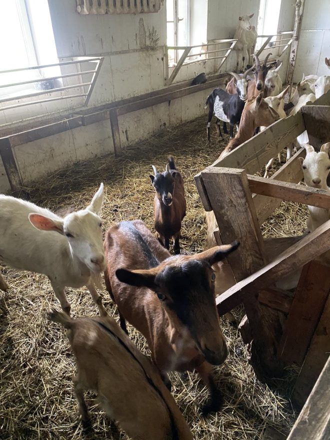 "Тайна: кормление, поддержка и поедание козликов" —  Russian goat care, кормление козлят, поддержка животных
Healthy goat feeding, воспитание козлят, помощь фермерам
Nurturing baby goats, уход за козлятами, поддержка сельского хозяйства