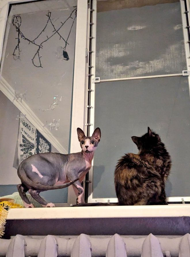 Чи знайдете ви свій ідеальний донат? 🐾❤️‍🩹 —  Розваги з котами, Донати на благодійність, Мила кітка 2025