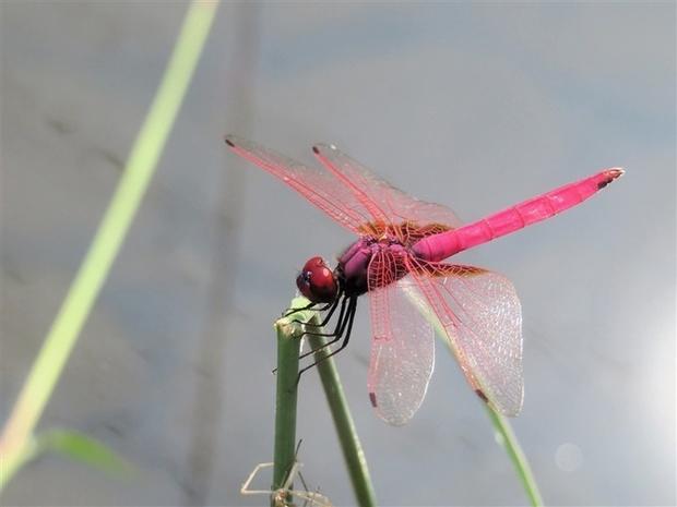 "Shocking Pink Dragonfly Found in Fukuoka's Dazaifu City Pond! Is it an Alien Species or Natural Phenomenon?" —
Vibrant dragonfly Fukuoka
Shocking pink insect discovery
Unique wildlife observation Fukuoka