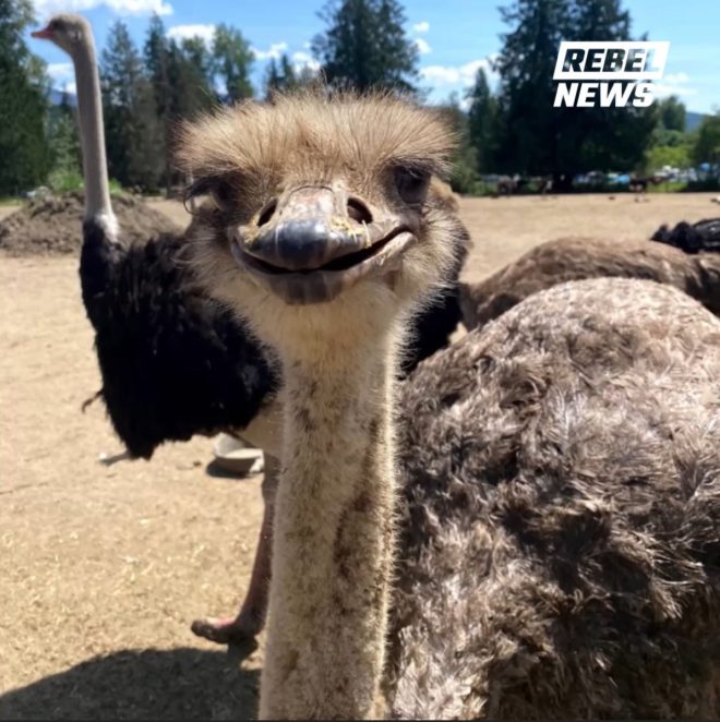 BREAKING: RCMP Swarm Ostrich Farm—What’s Really Happening? — Ostrich Farm Incident Update, RCMP Response to Ostrich Farm, Universal Ostrich Farms News 2025